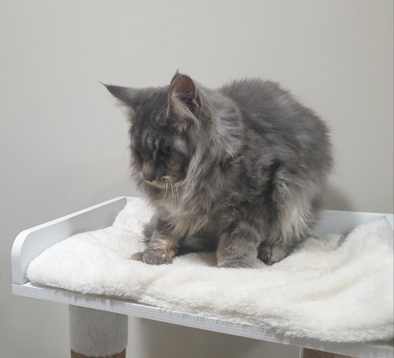 Macho Maine Coon com Lop