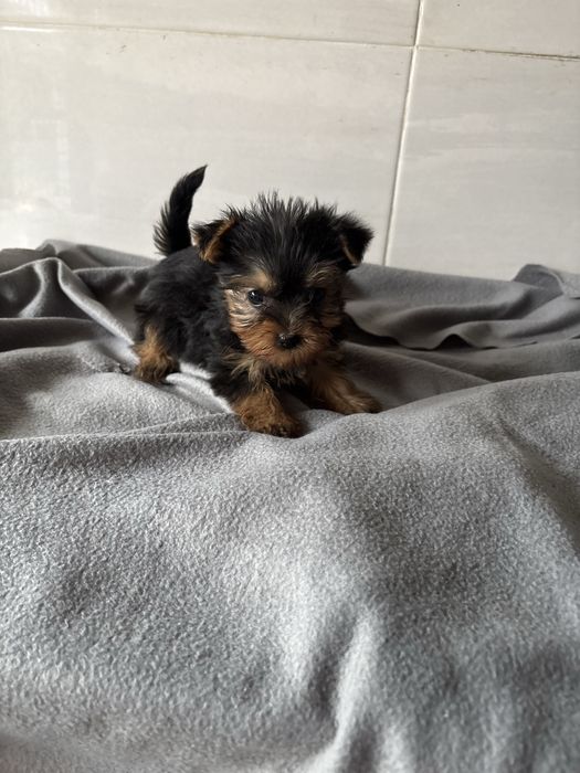 Yorkshire terrier femea