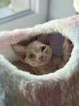 Kocurek devon rex
