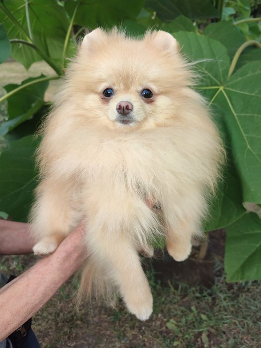 померанские мишки