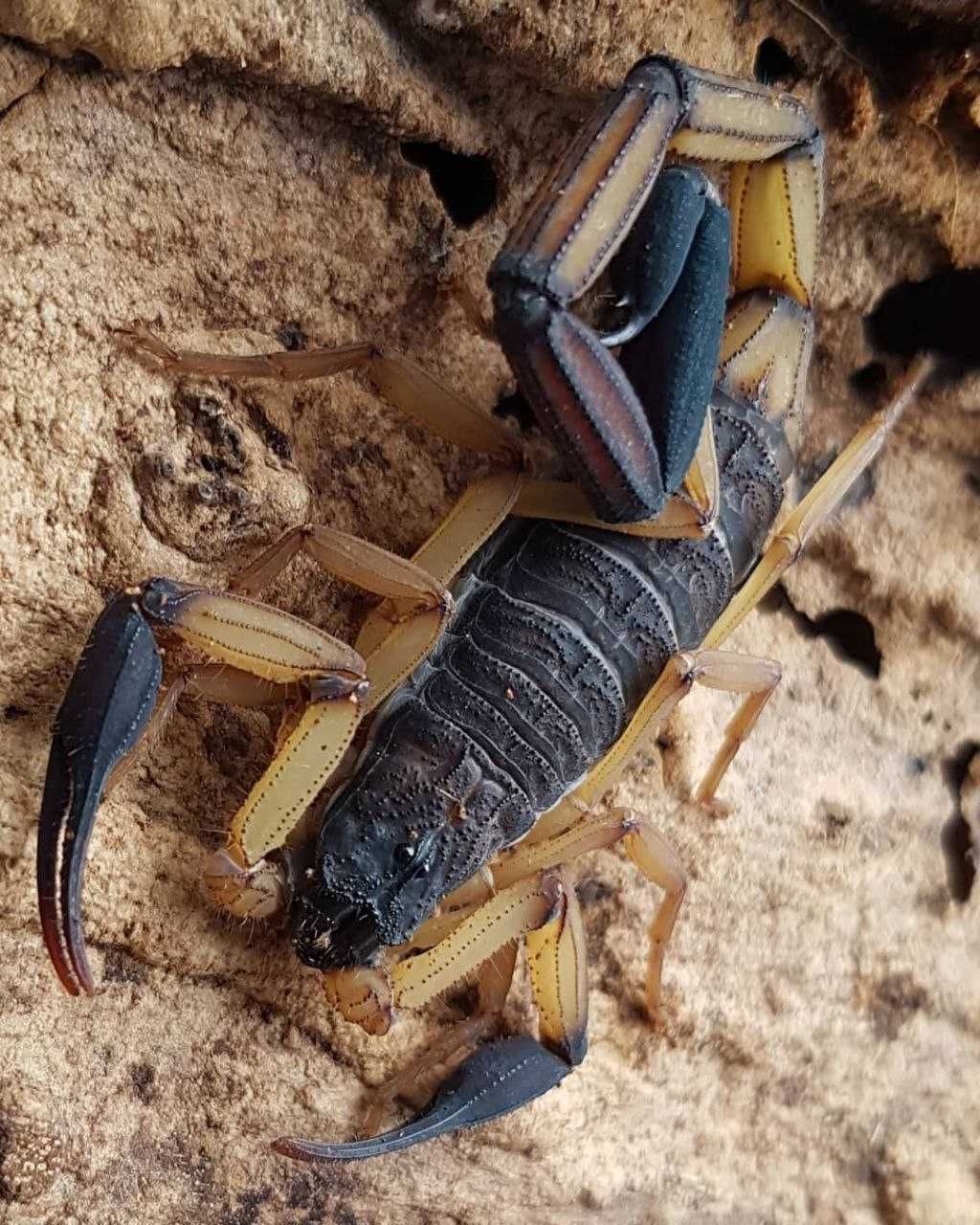 Скорпіони Centruroides bicolor малюки л1