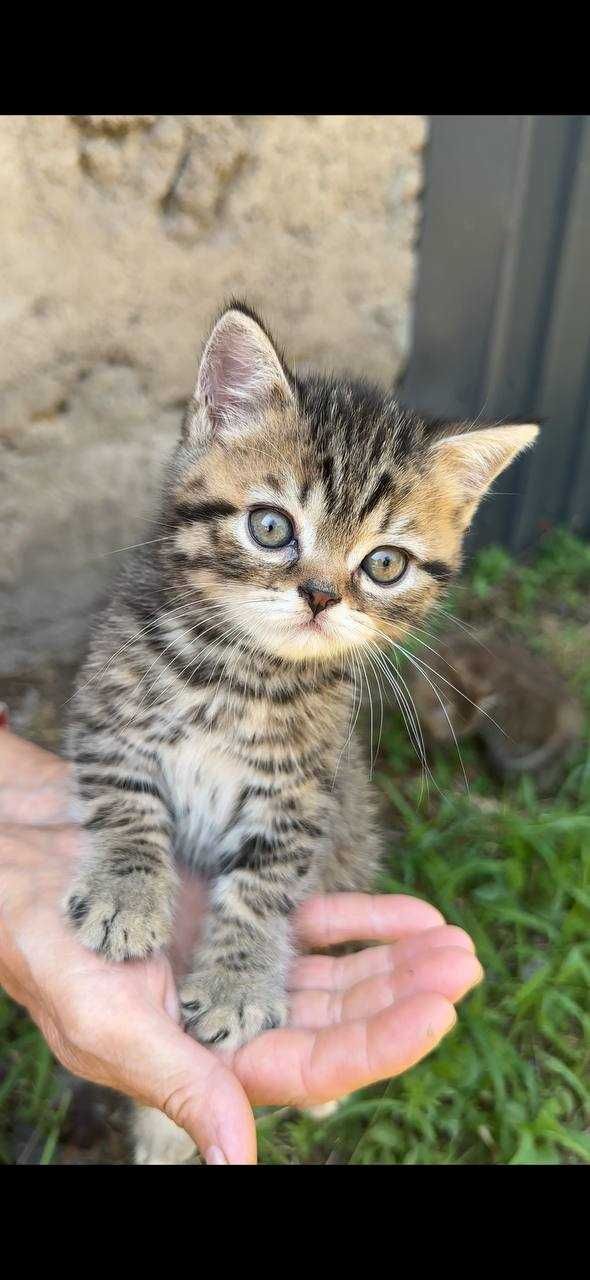 Шотландський котик