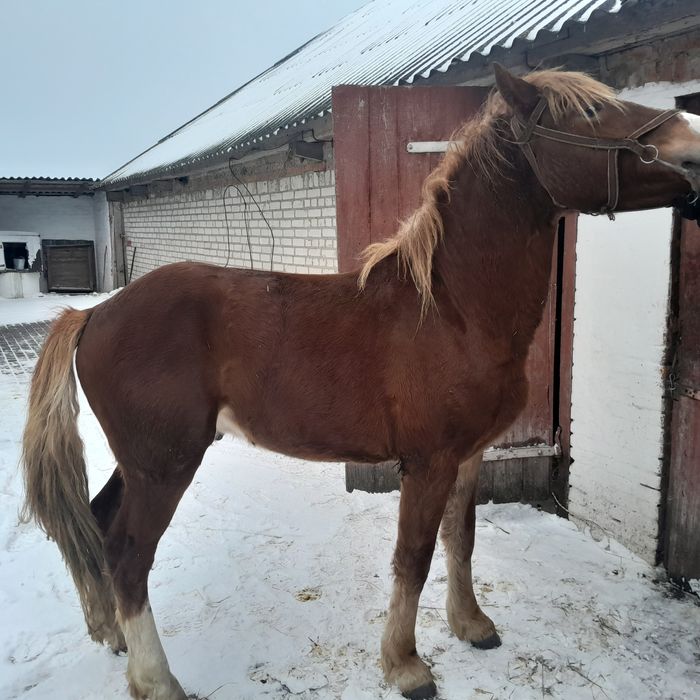 Продам коня в хороші руки