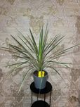 Корделіна (Cordyline) висота 75 см