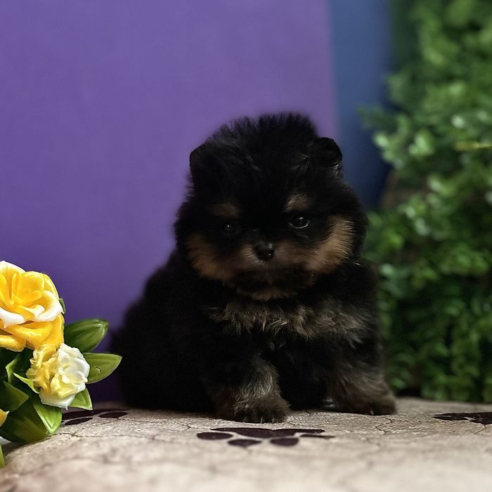 Міні дівчинка тип ведмедика