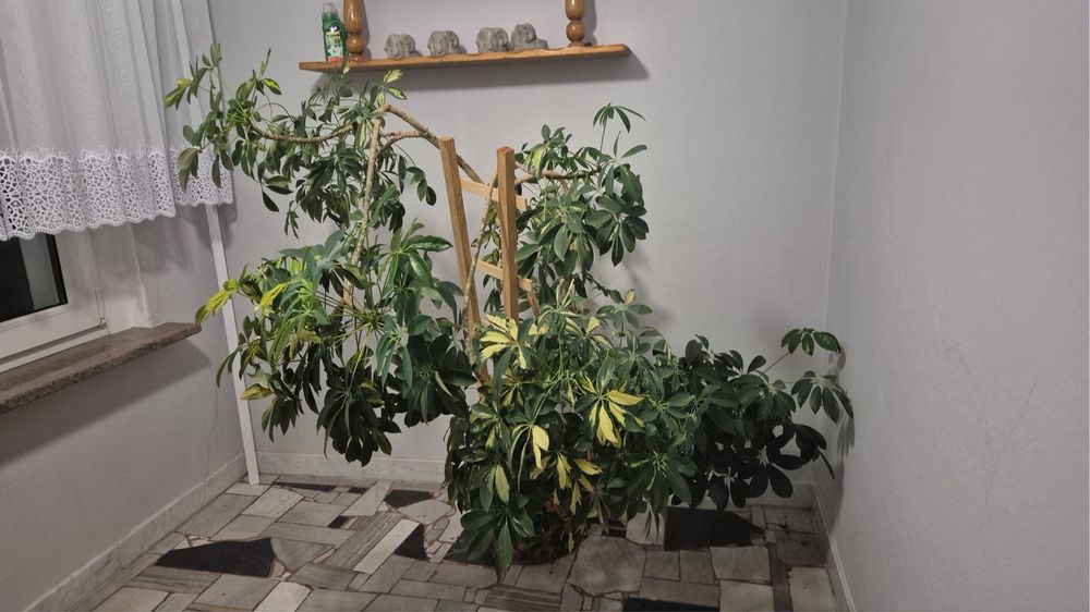 Kwiat w donicy Szaflerka