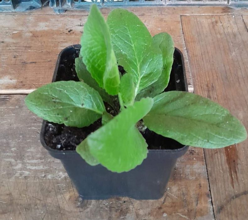 Вербаскум (коровяк)