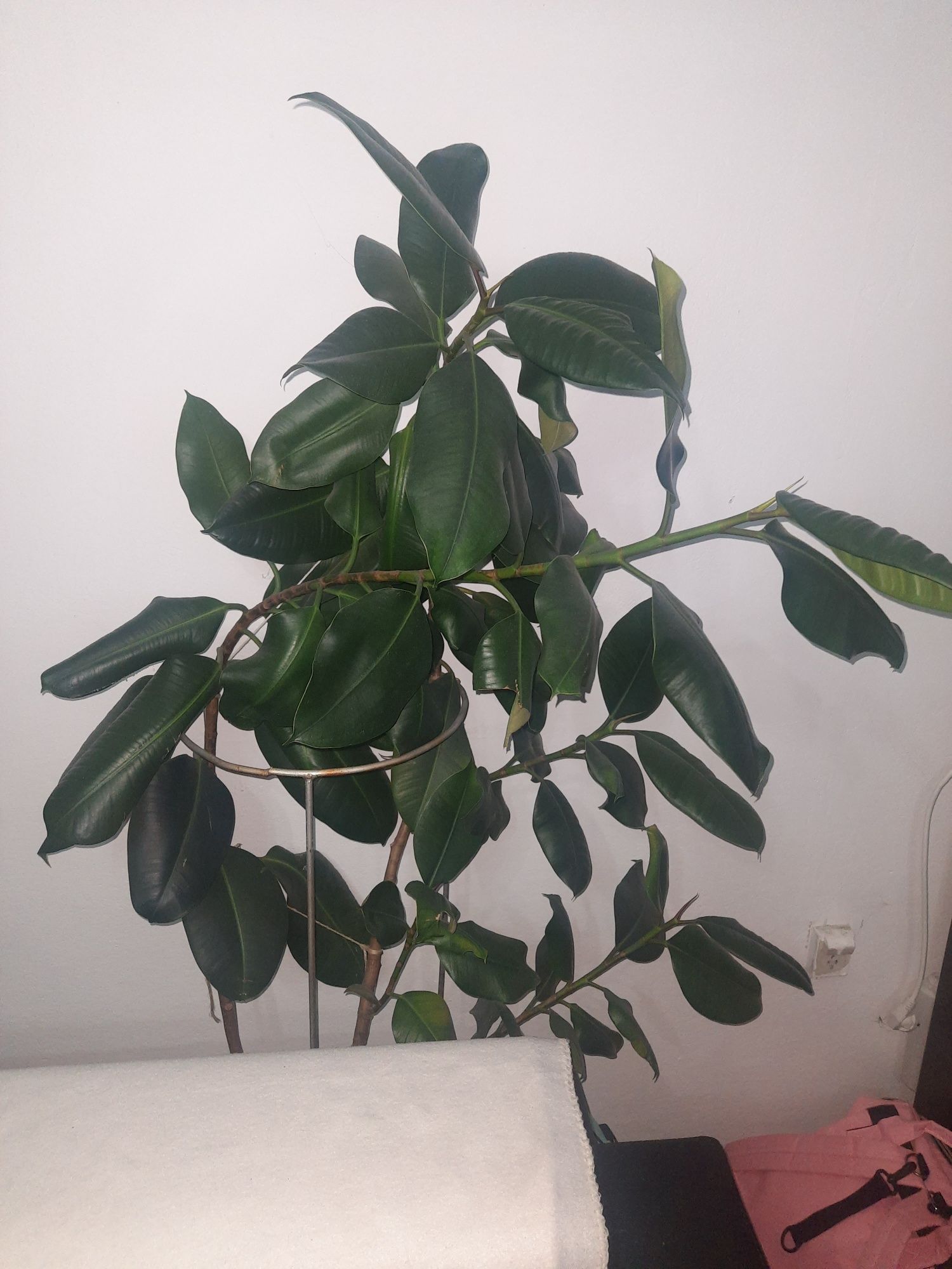 Fikus sprężysty , Ficus elastica