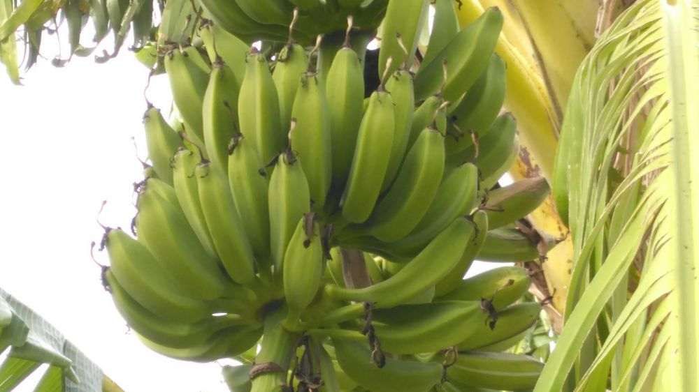Bananeiras de grande qualidade