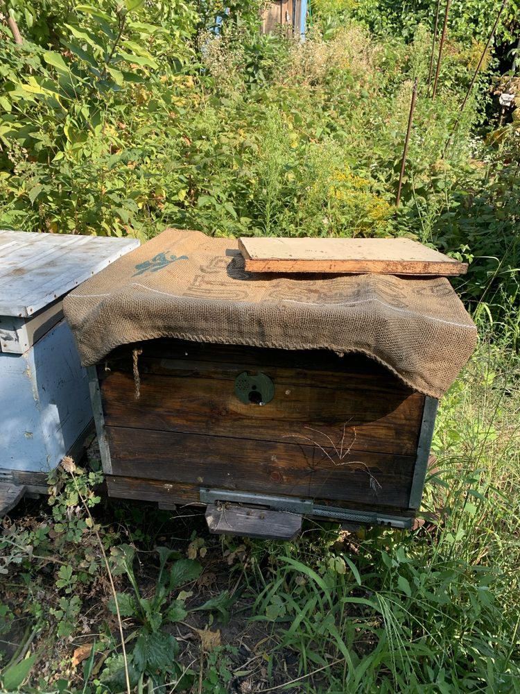 Продам пчел с ульями