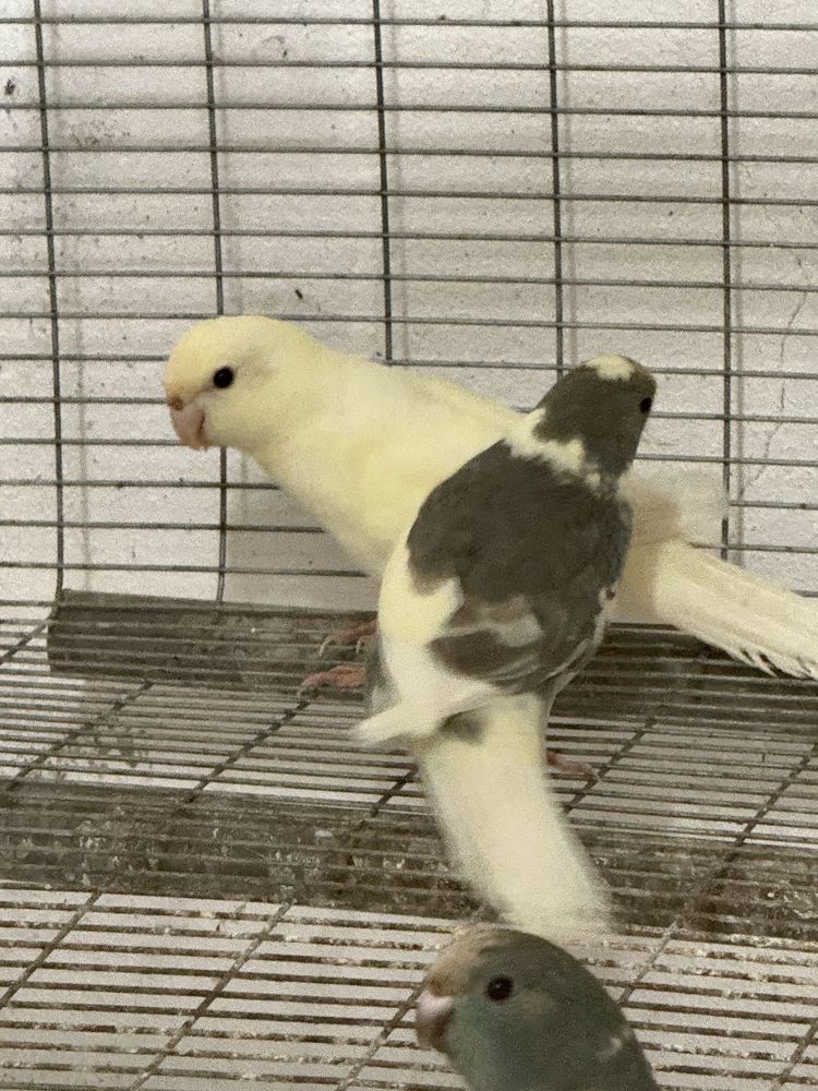 Kakariki 2025 com cedencia