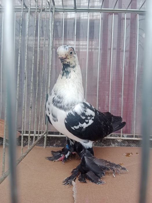 Gołębie ozdobne motyl warszawski czarny samiec 24