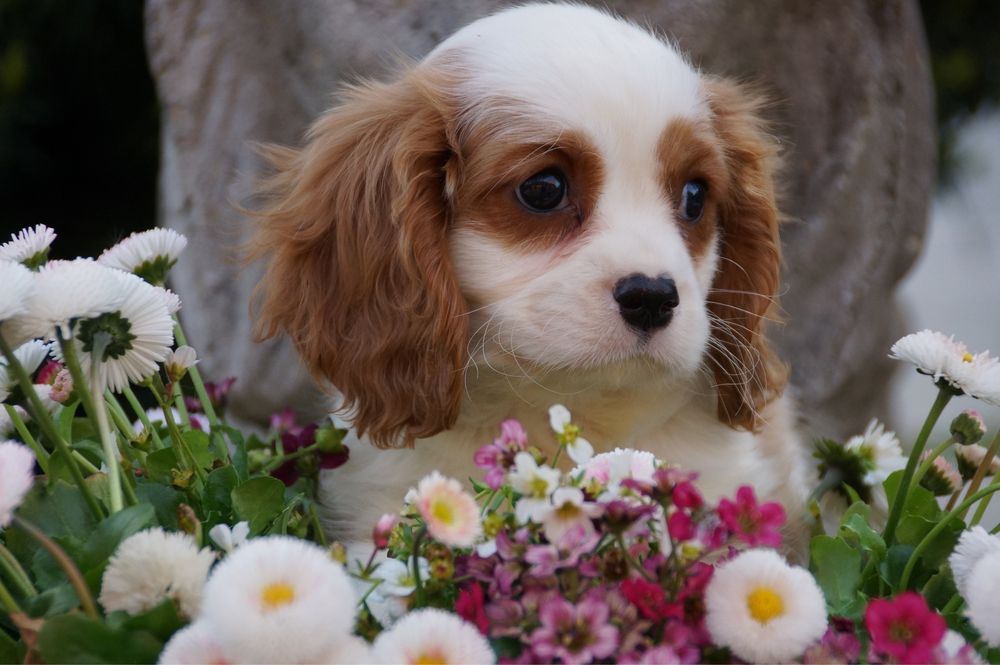 Cavalier King charles spaniel