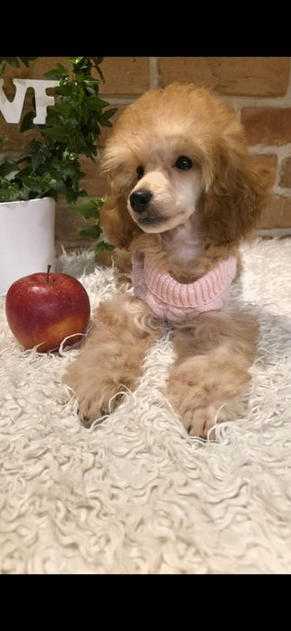 Pudel pudelek miniaturowy - dziewczynka