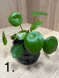 Rośliny doniczkowe: pilea (pieniążek)