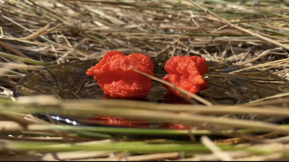 Семена Carolina Reaper и других перцев.