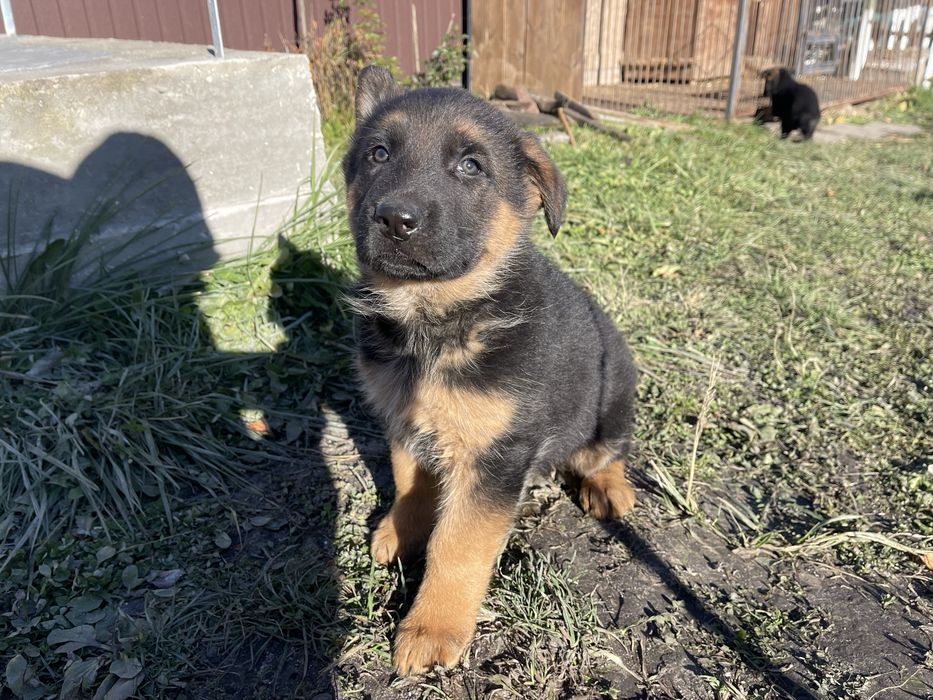 Німецька вівчарка