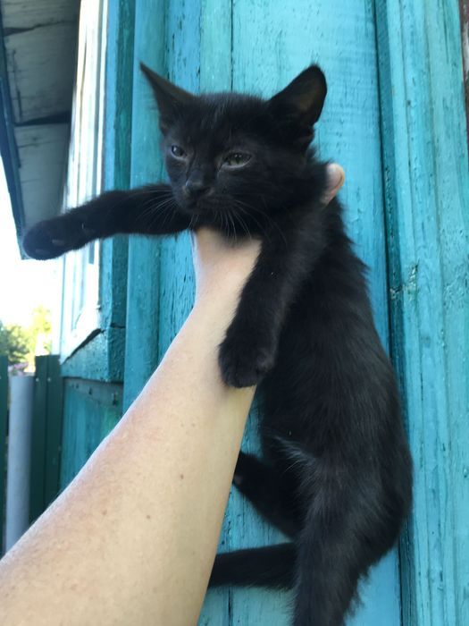 Кошенята в добрі руки