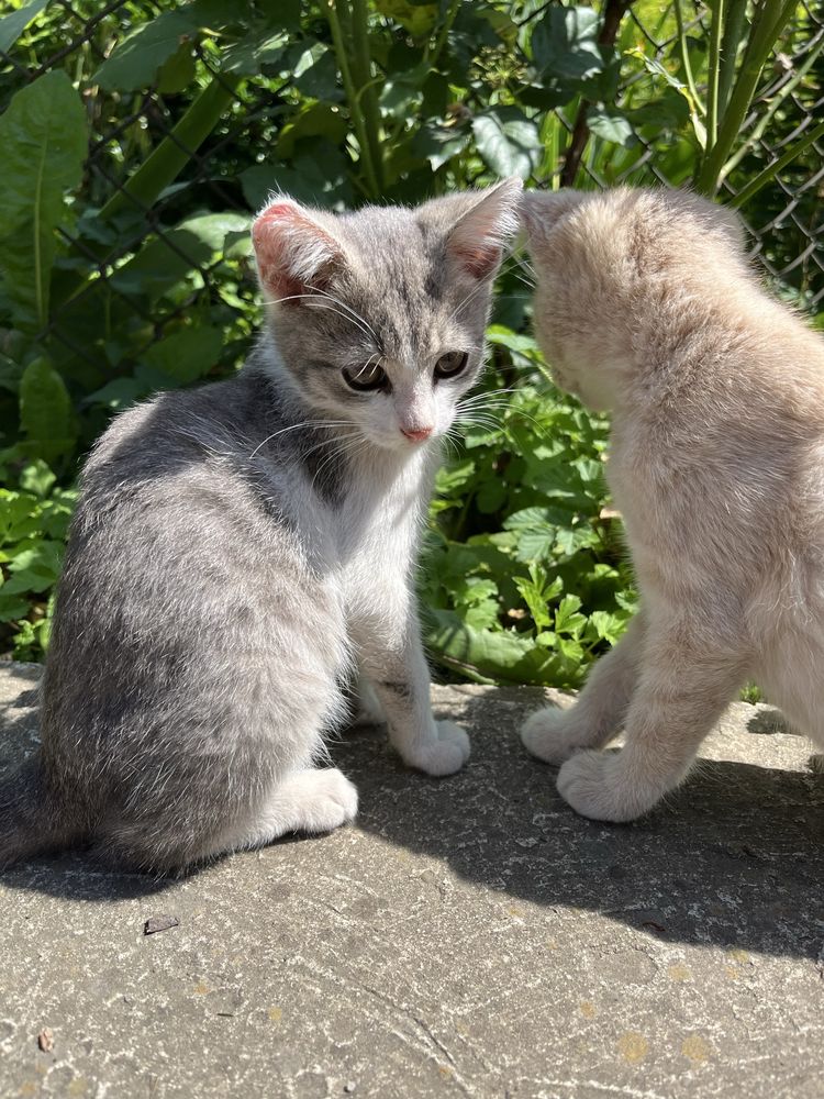 Віддам котиків безкоштовно. с.Демянів, м.Бурштин