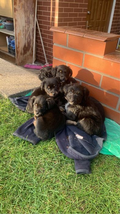 Oddam Śliczne pieski