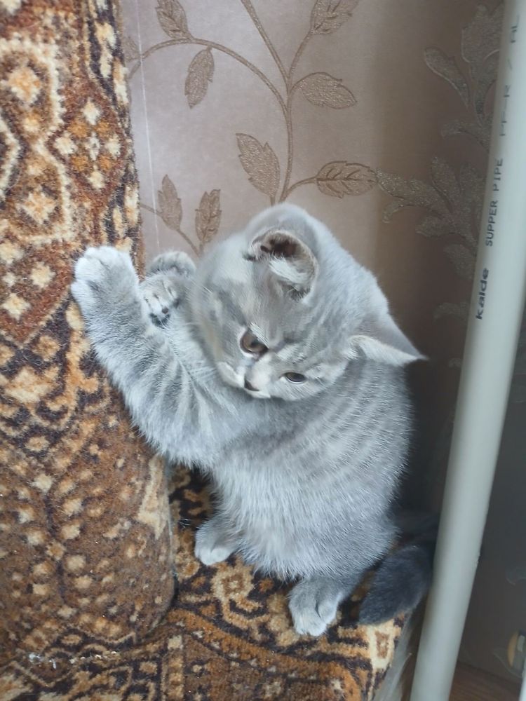 Кішечка скотіш фолд