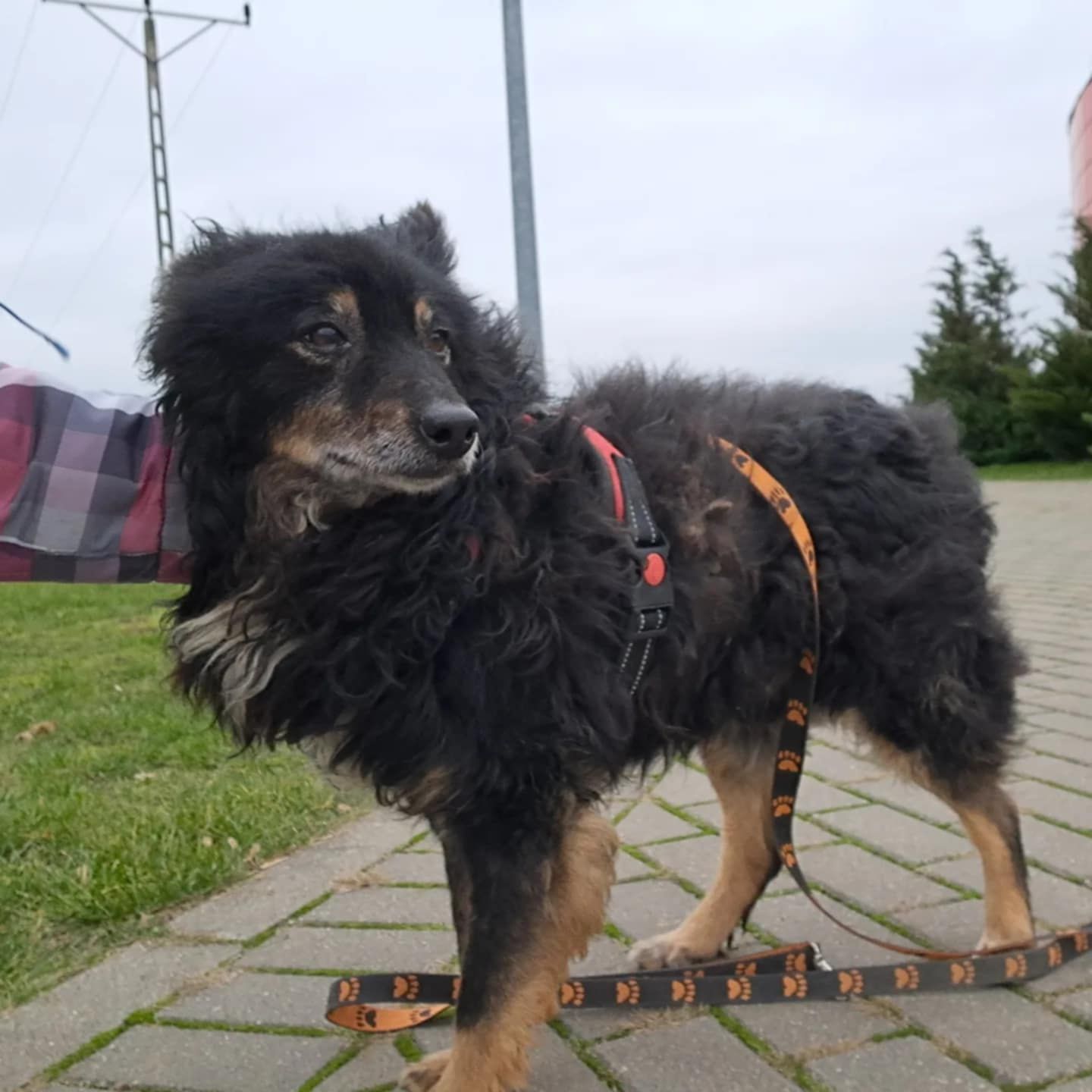 Guzio do adopcji