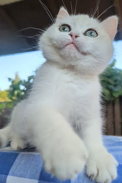 Шиншила.Девочка ласковая