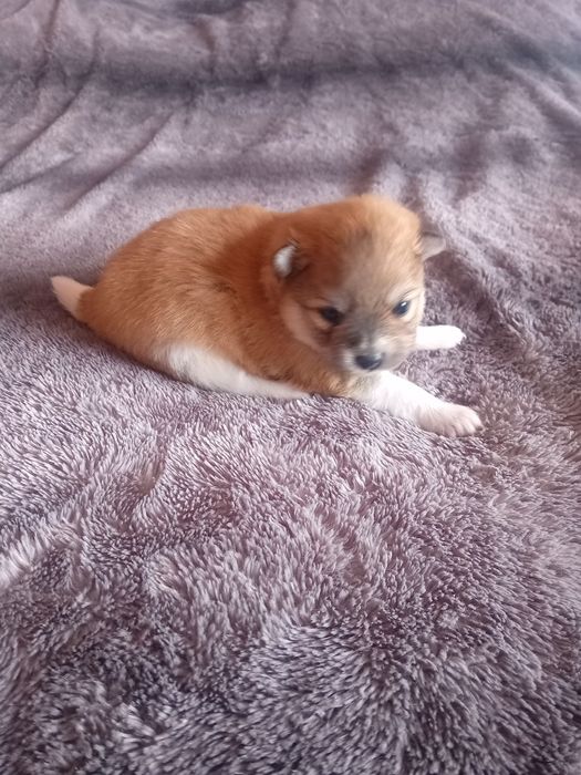 Spitz alemão anão macho