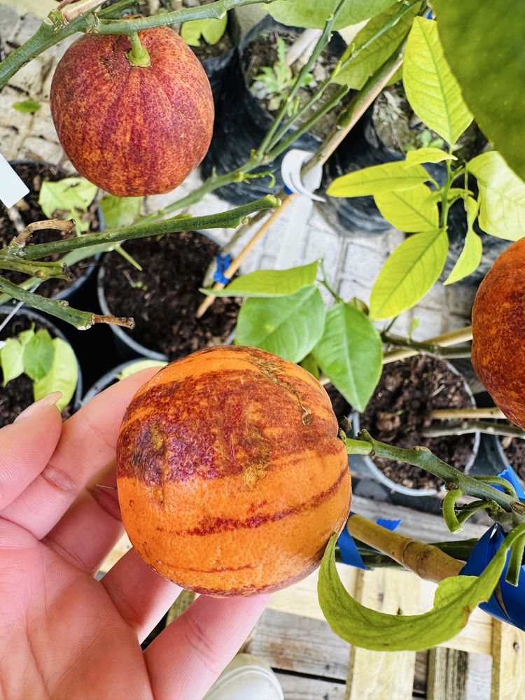 Raro Laranjeira Alcobal Arco-iris - Muito doce