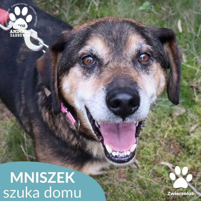 Mniszek szuka kochającego domu!
