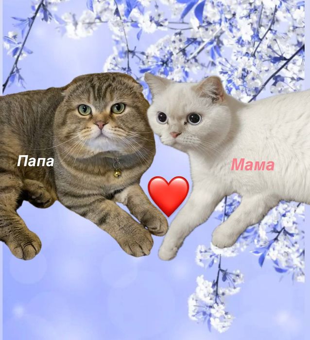 Шотландские котята