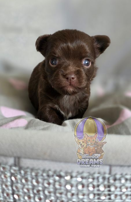 Chihuahua **Długowłosa Sunia **Do Rezerwacji