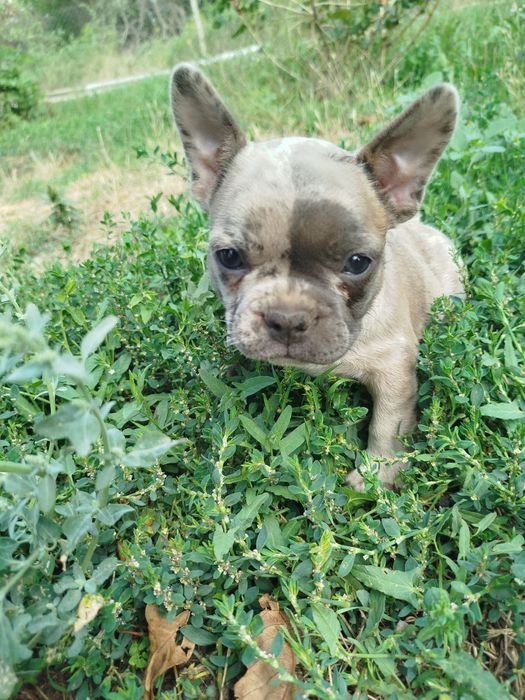 Французский бульдог