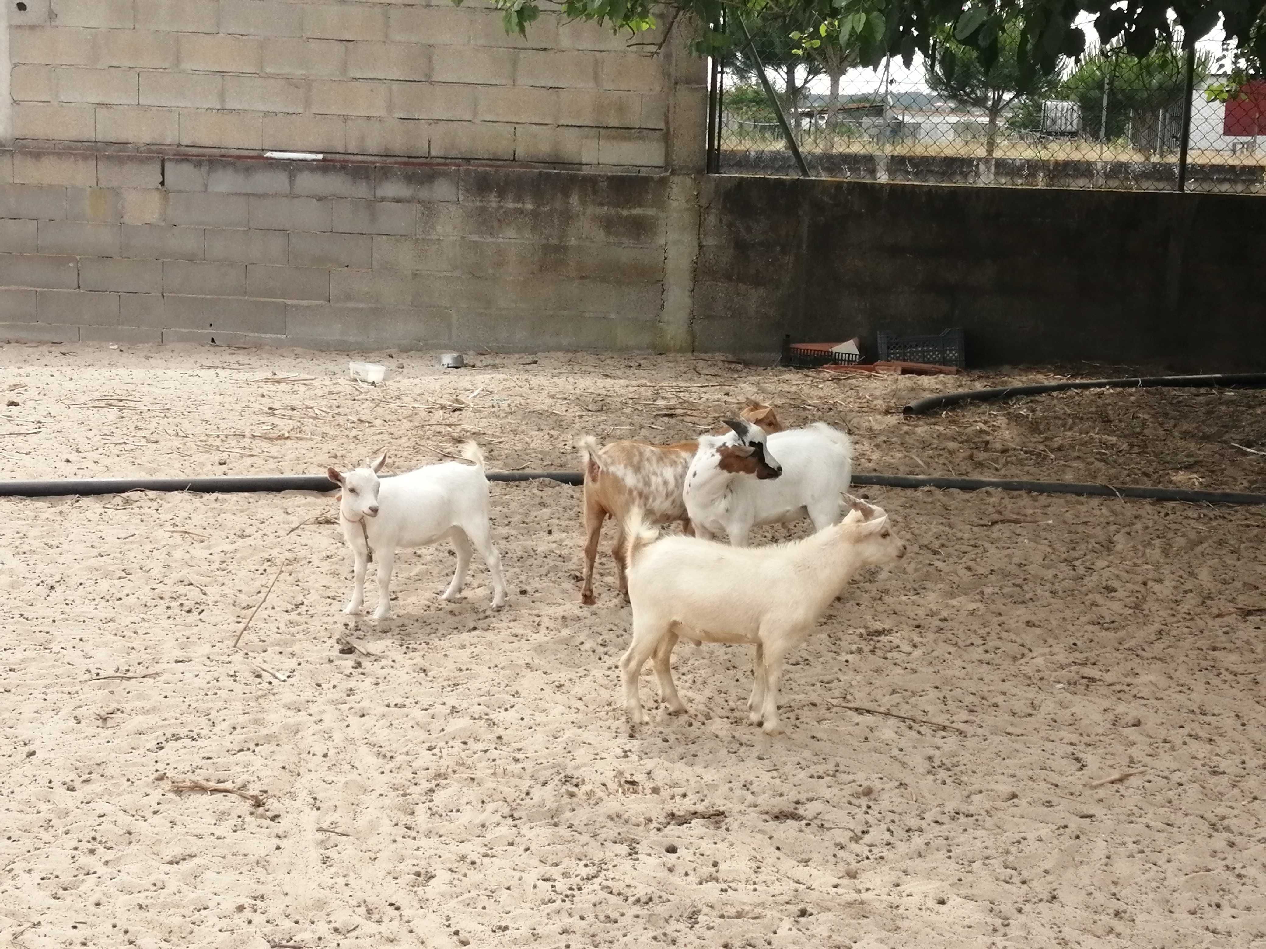 Cabras anãs fêmea ou macho