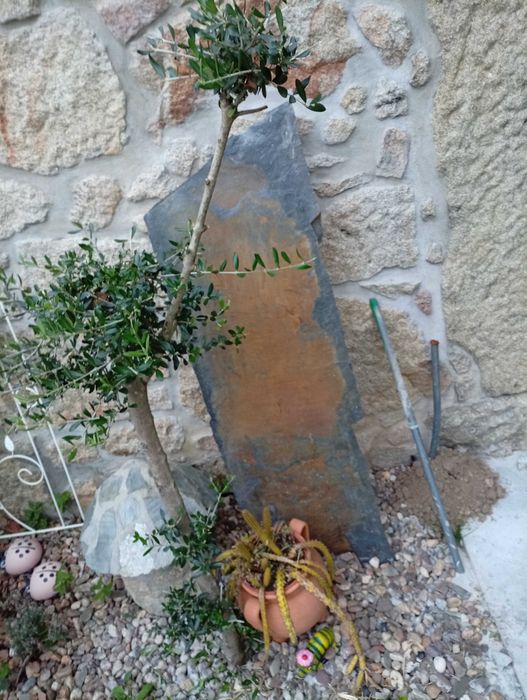 2 Oliveiras  já com alguns anos