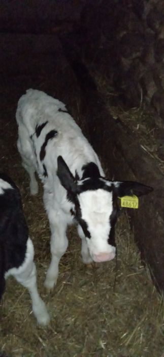 Sprzedam byczka i 3 inne