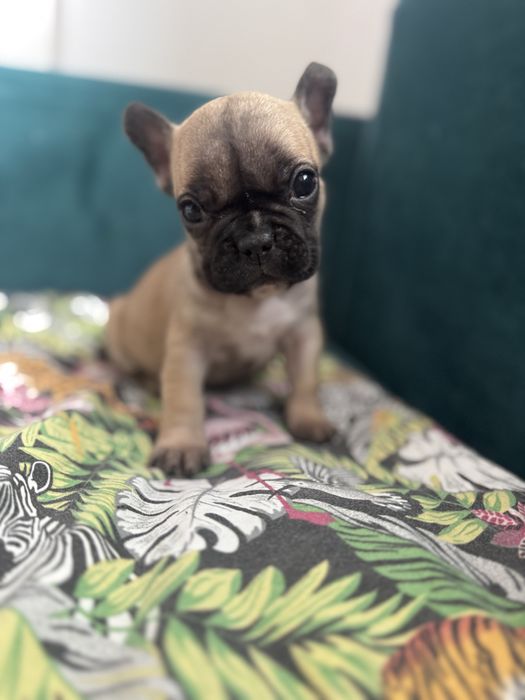 Buldog francuski suczka do odbioru