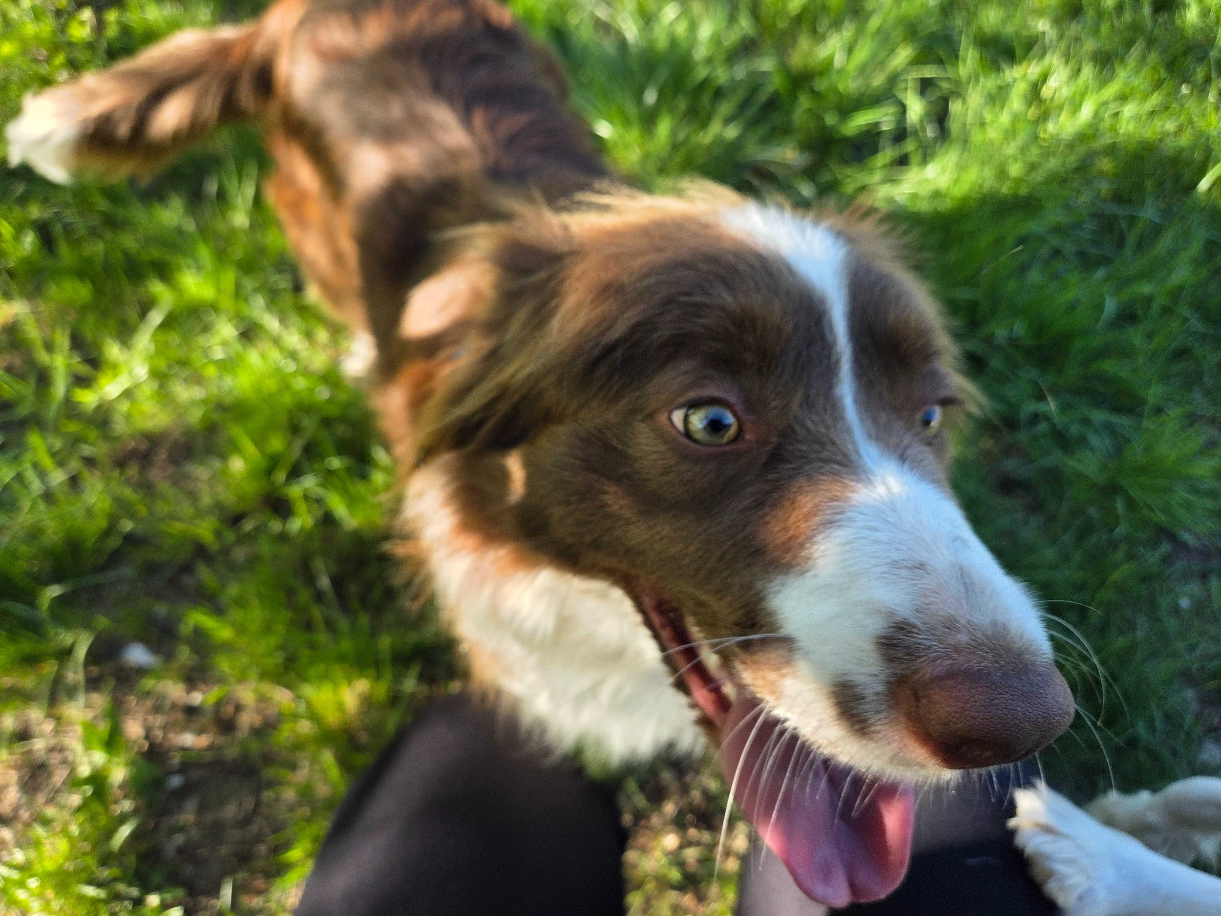 Border Collie czekoladowa