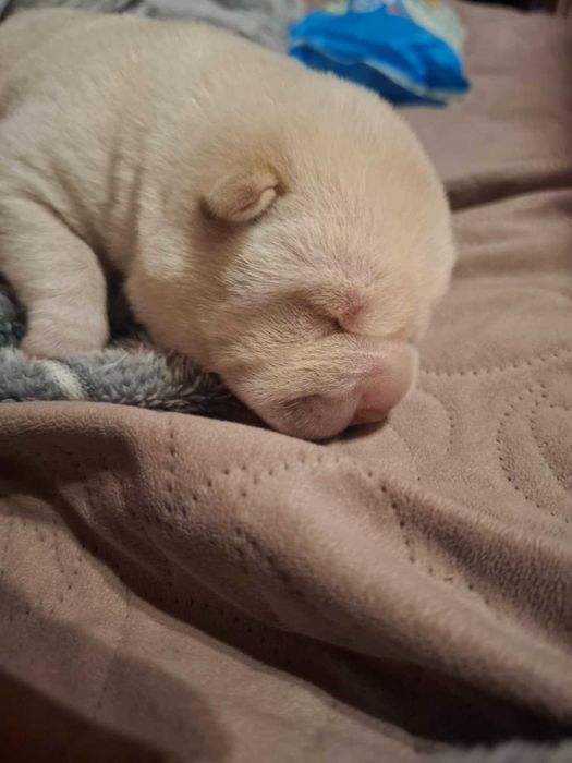 Shar pei szczeniaczek
