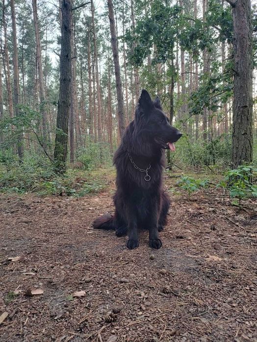 Owczarek Niemiecki Suka