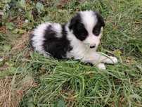 Piesek border collie