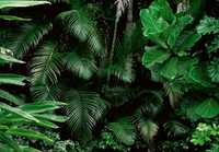 Fototapeta Dżungla Las Liście Natura 3D Na Twój Rozmiar + KLEJ