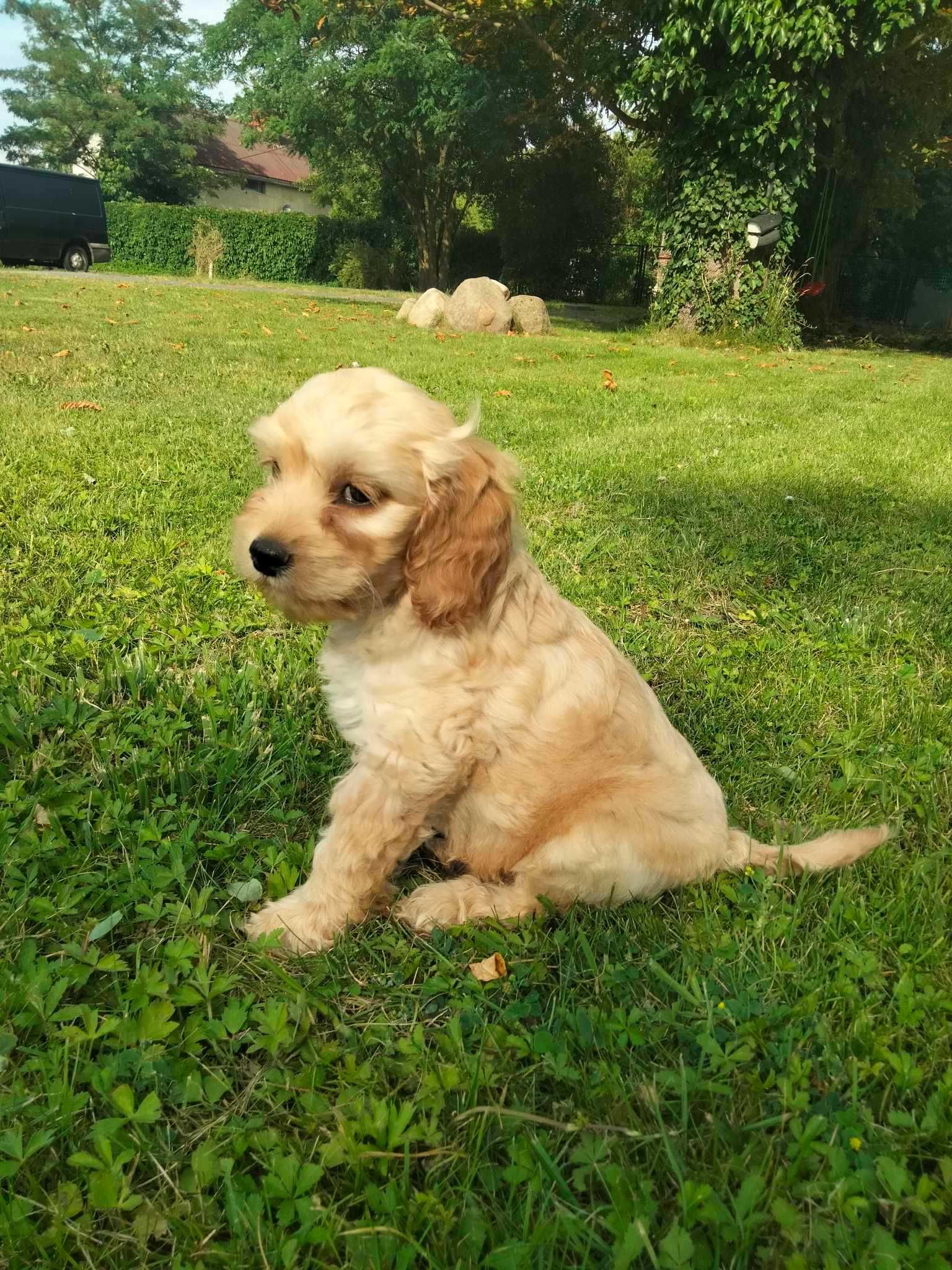 Labradoodle szczenie F1 B