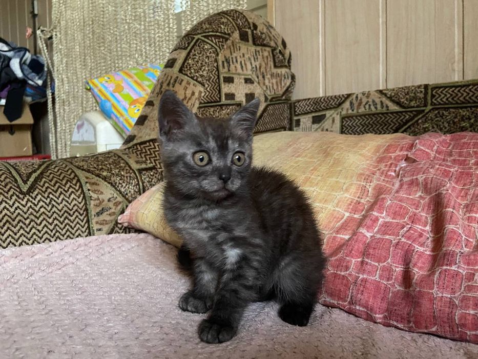 Шотландські кошенята