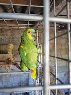 papagaios Amazona