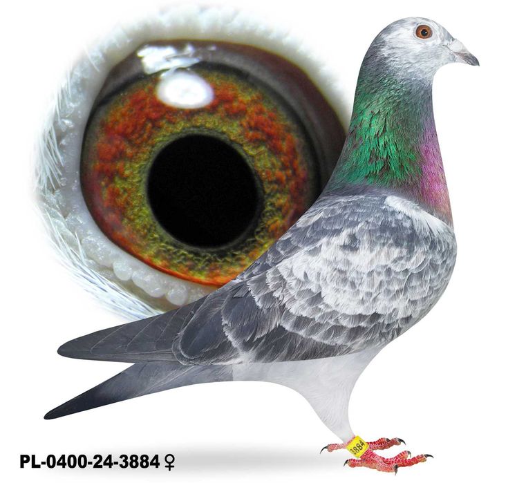 Młode Para 72 Oryg. A.M Wiosna Inbred Starego Szpaka gołębie pocztowe