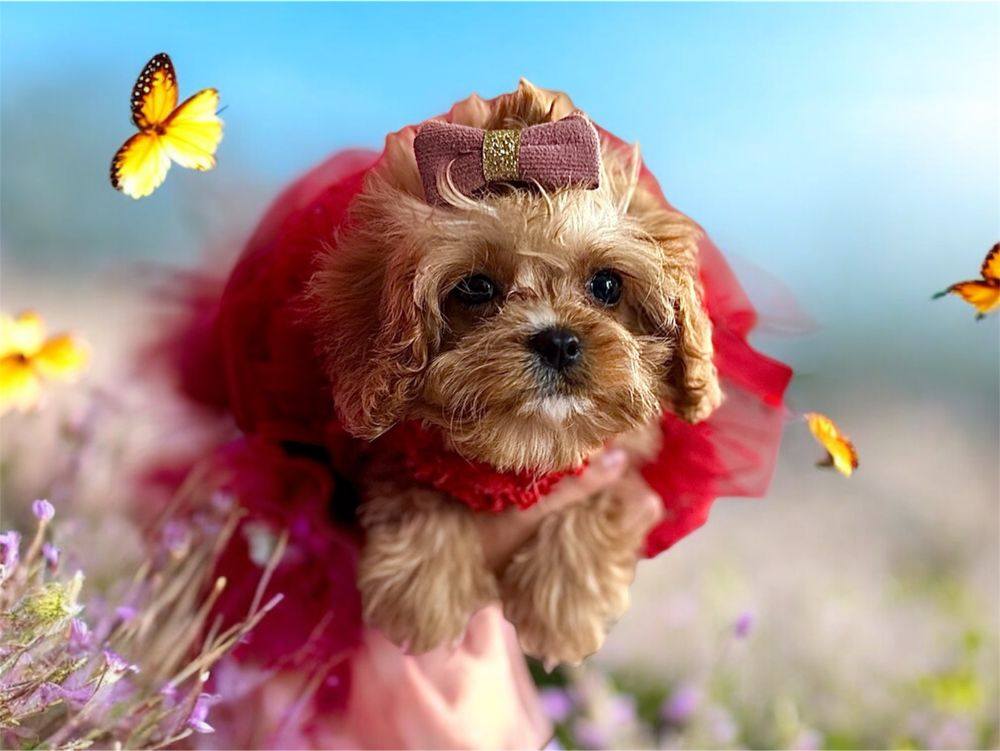 Cavapoo f1 xxxs mini