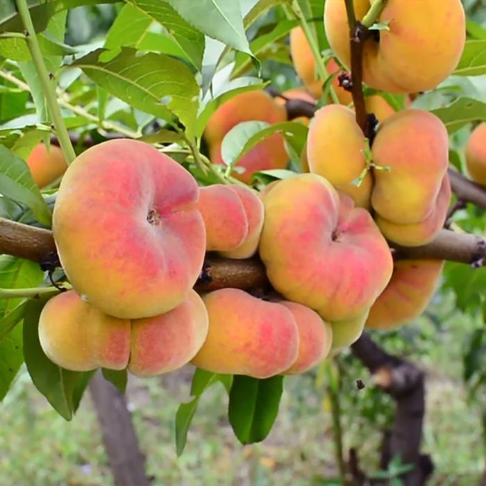 Саджанці інжирного персика ОПТ–Роздріб / Саженцы инжирного персика ОПТ