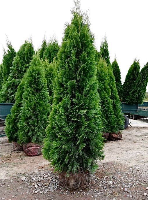 Tuja szmaragd, tuje, thuja szmaragd od 80 do 250 cm!