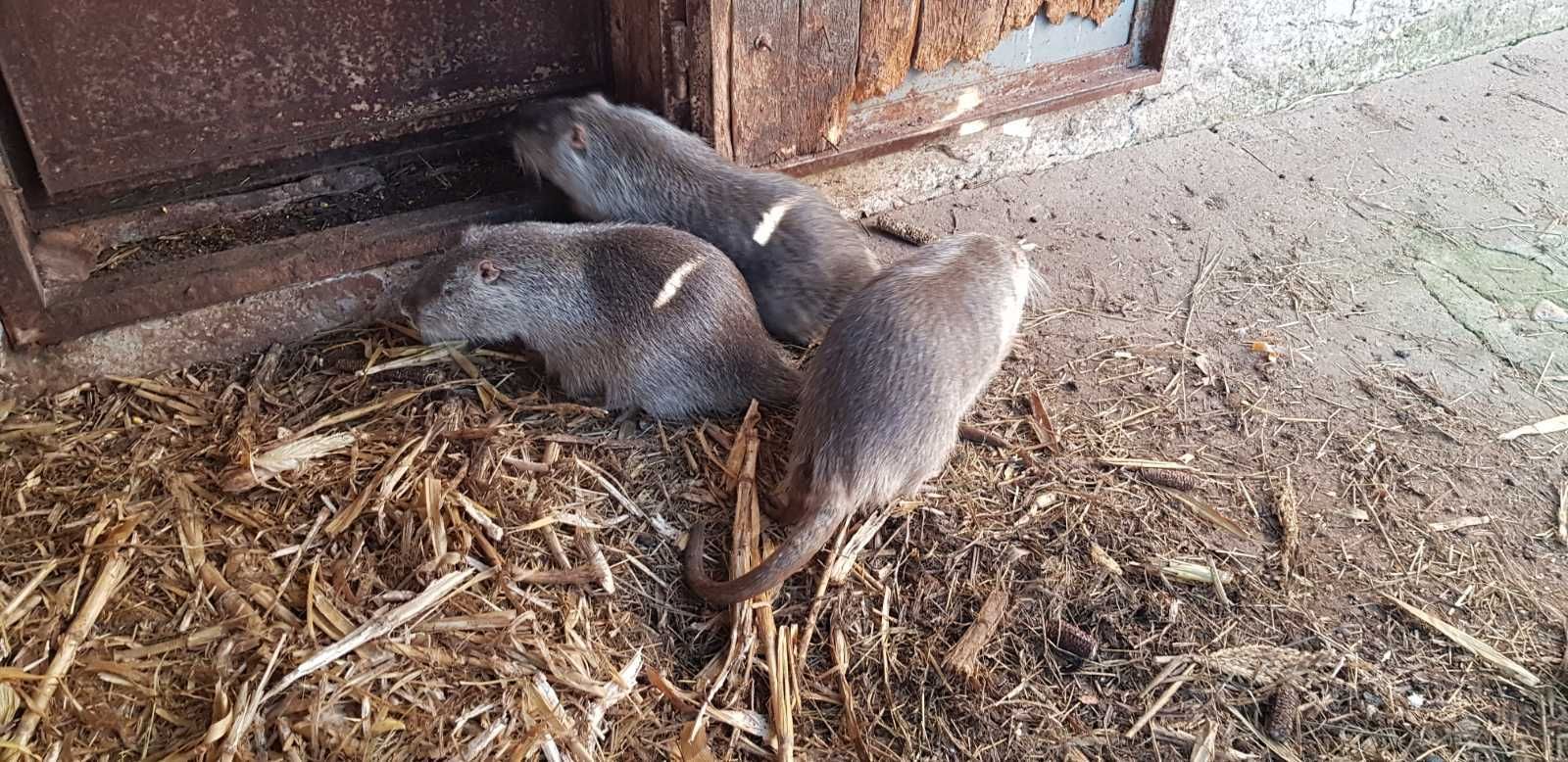 Продам мясо нутрии 11 месяцев